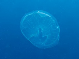 Jellyfish IMG 6109